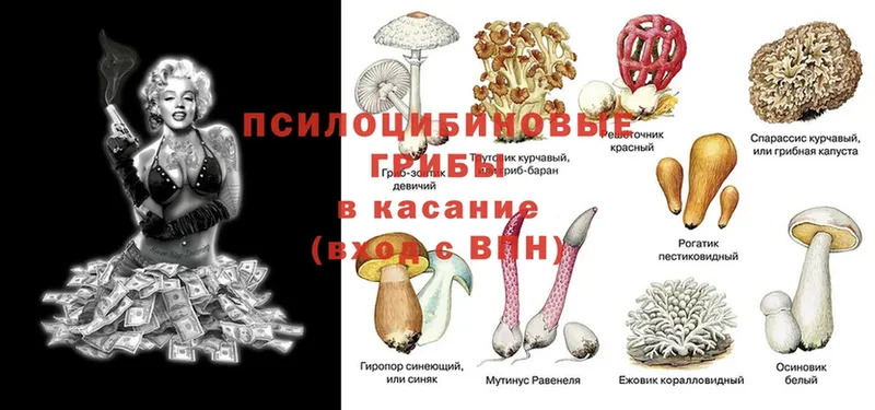 купить закладку  Шахты  Псилоцибиновые грибы Psilocybine cubensis 